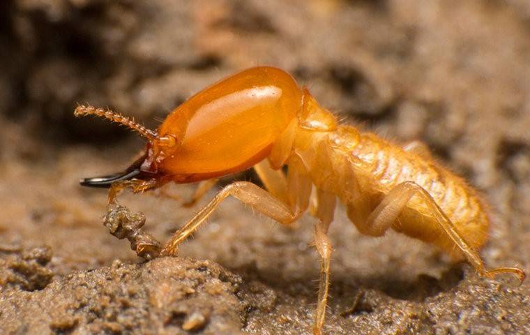 subterranean-termite-crawling-in-wood