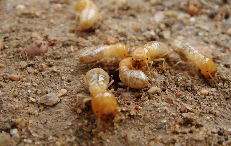 a-large-termite-in-tucson-1