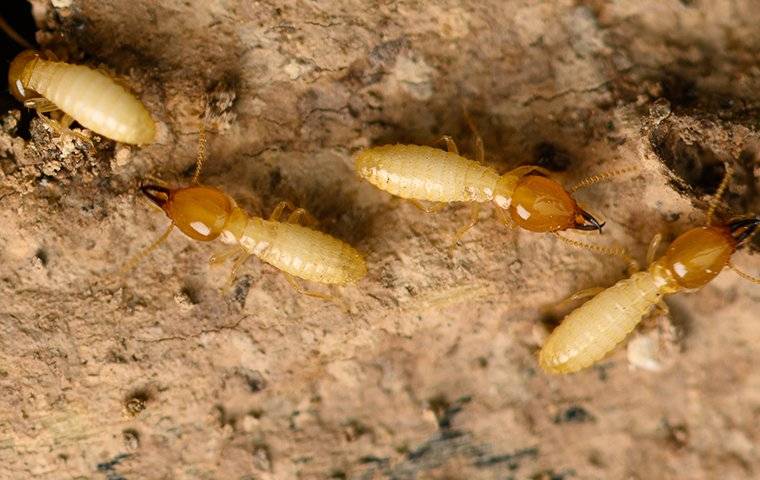 Termites