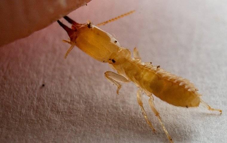 Termite