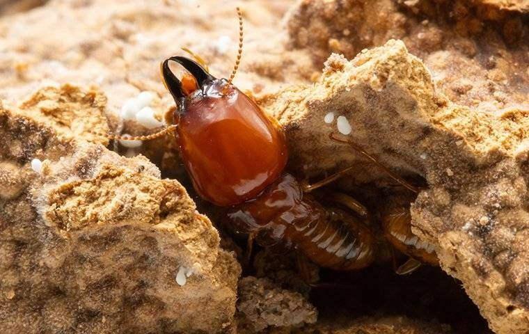 A termite crawling from its nest