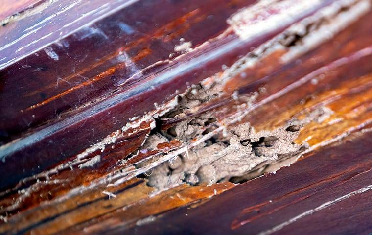 Termite wood damage.