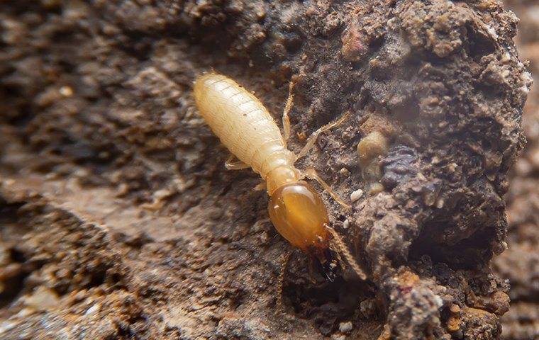 Termite crawling on the ground.