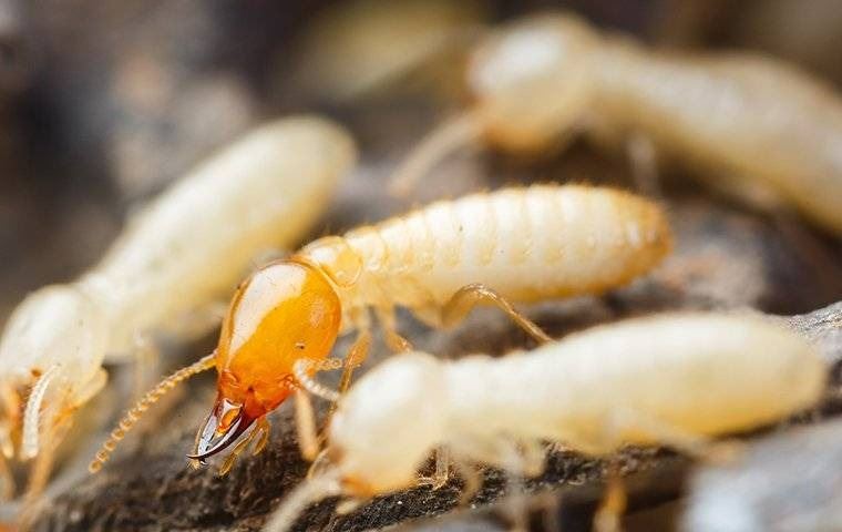 Termite infestation on wood