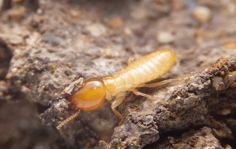 termite-walking-on-wood-nest-1