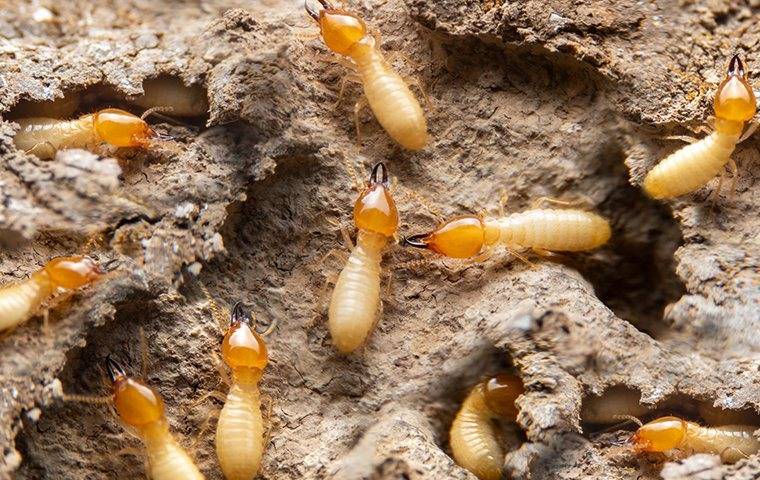 Termites 