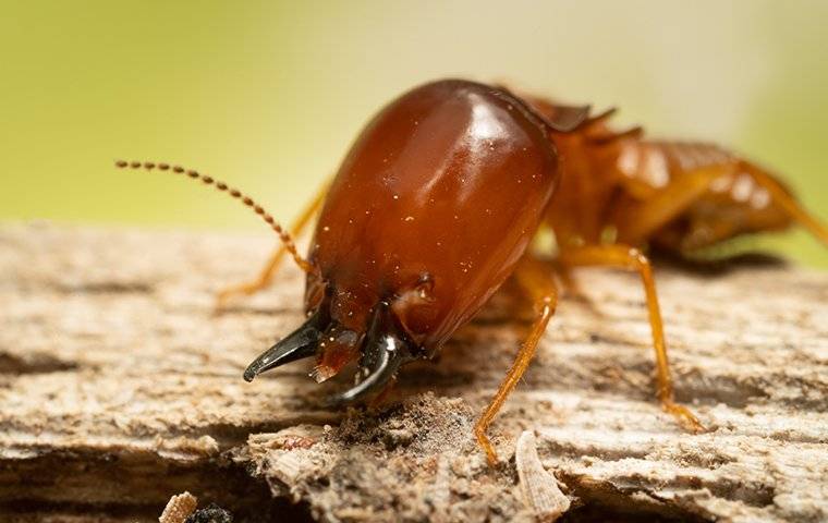 termite