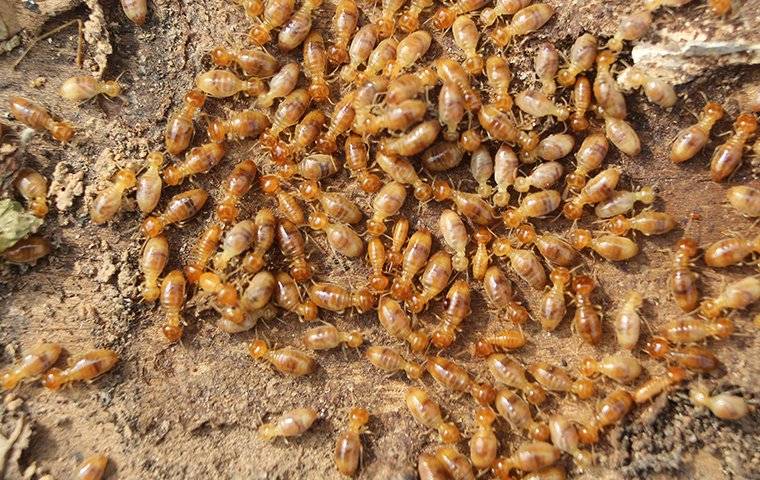 termites