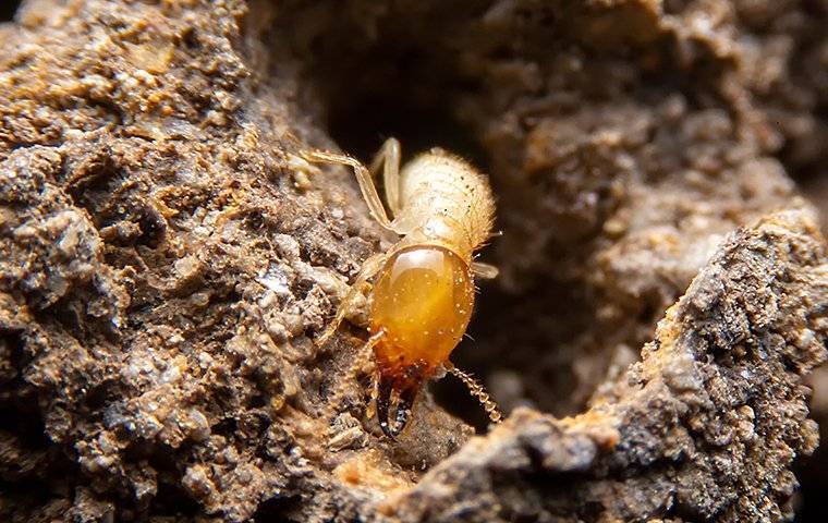 Termite