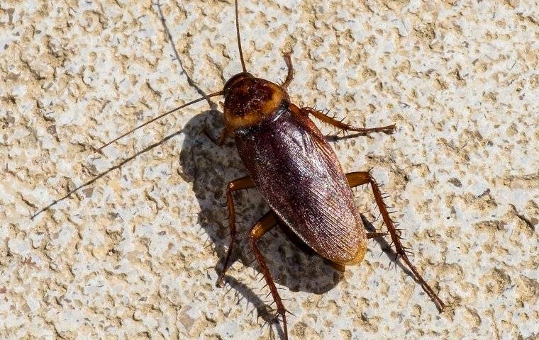 american cockroach