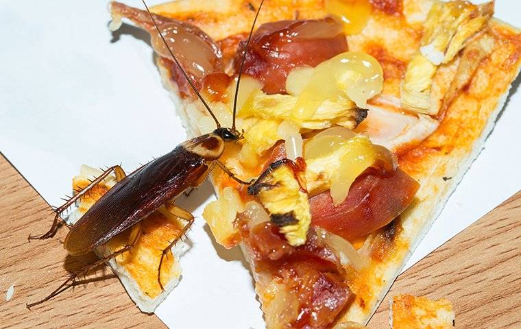 Cockroach on food