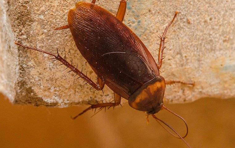 cockroach