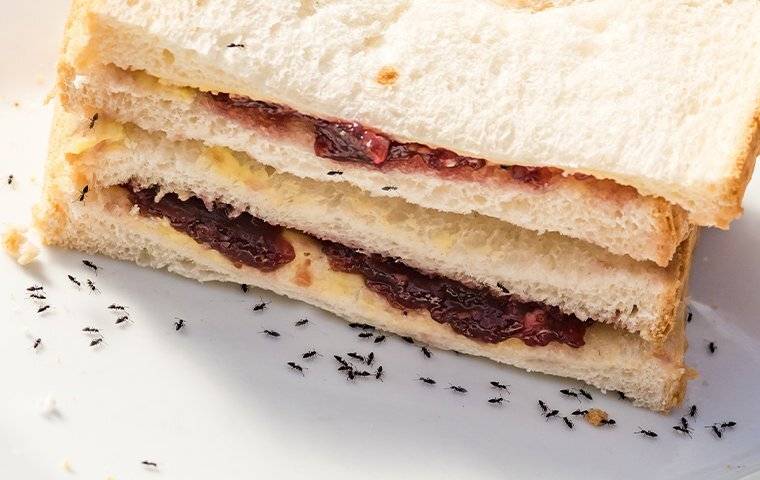 ants on sandwich