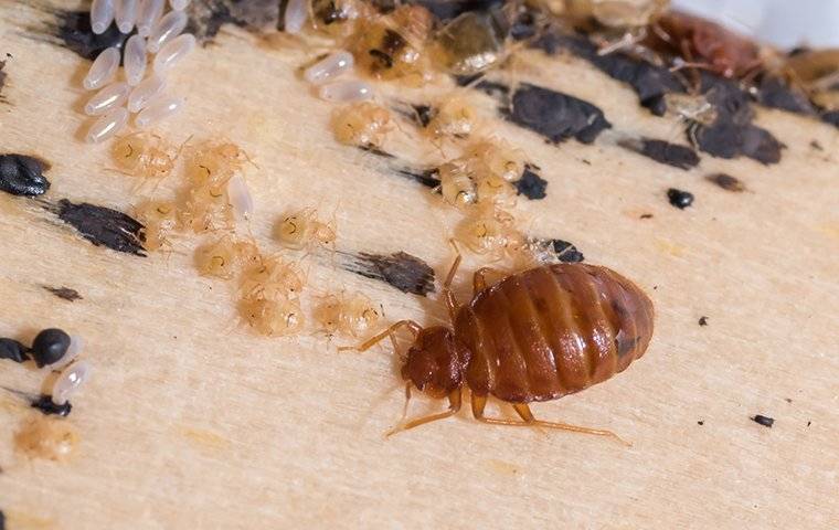 Bed Bug And Larvae On A Bed