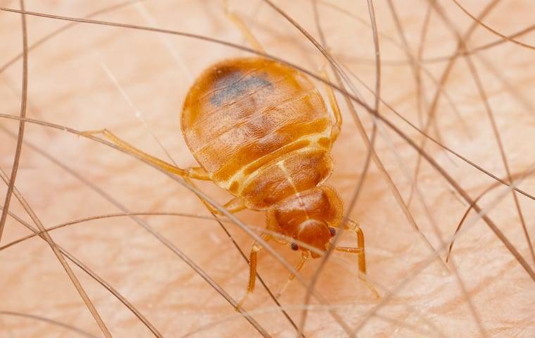 termite