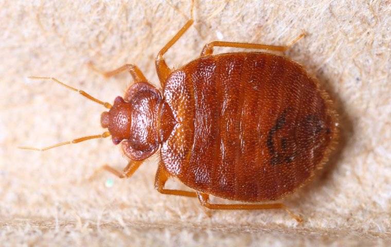 Bed Bug Crawling On Headboard 4