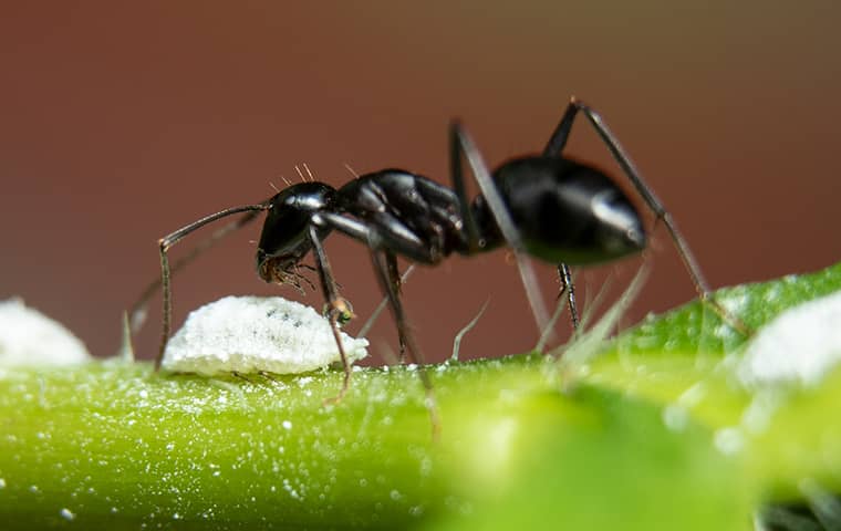 Black Ant And An Aphid