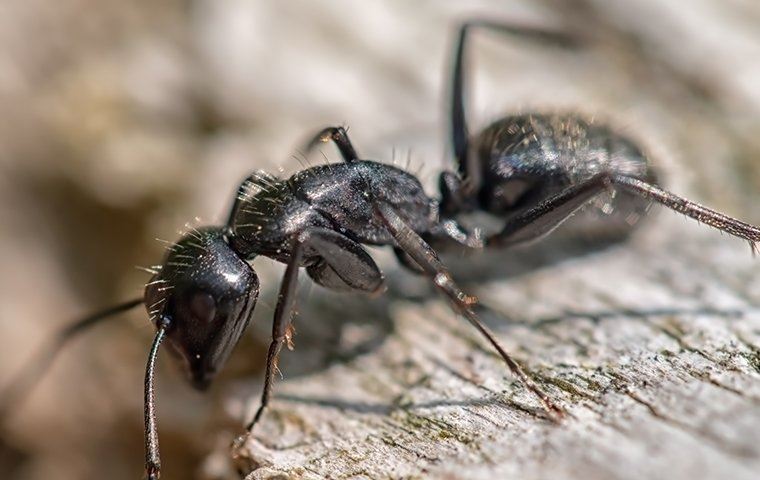 ant