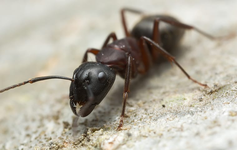 Carpenter Ant On Home Foundation 1)