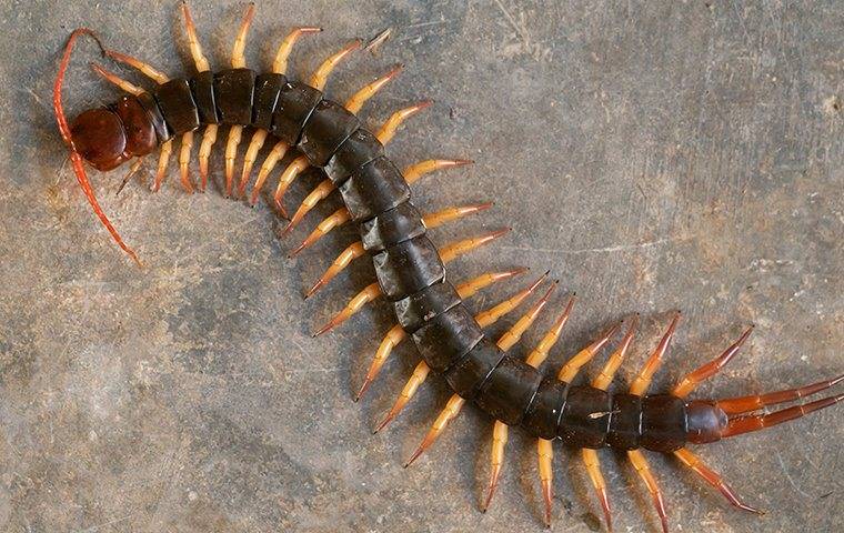 centipede