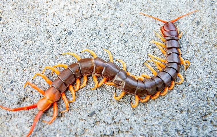 centipede