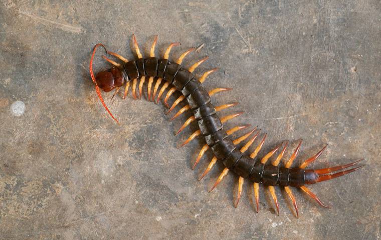 centipede