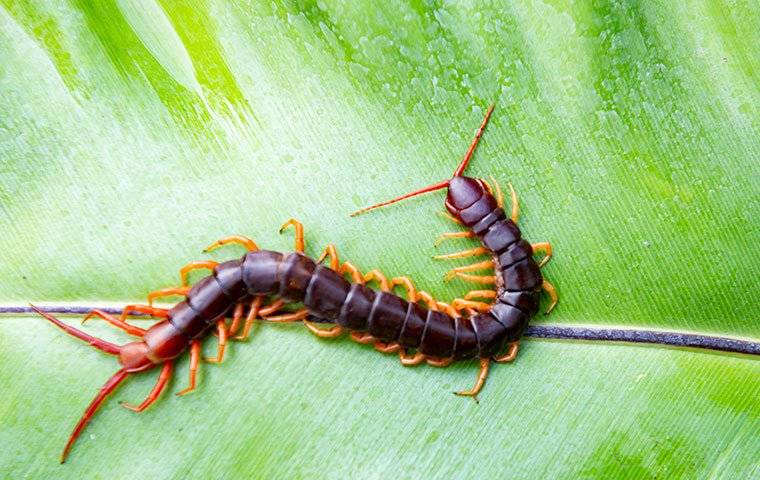 centipede