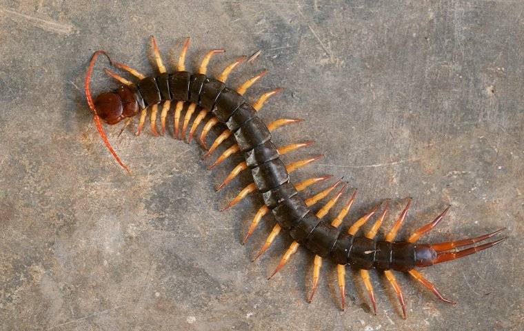 centippede