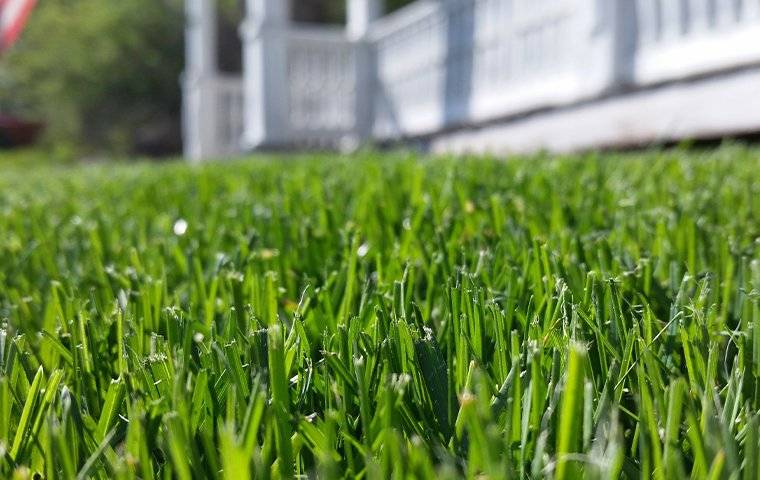 Grass field