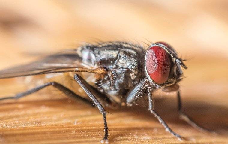 cluster fly