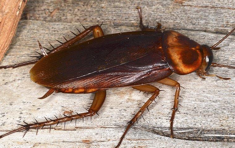 cockroach