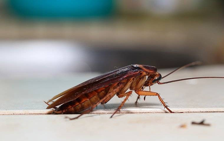 cockroach