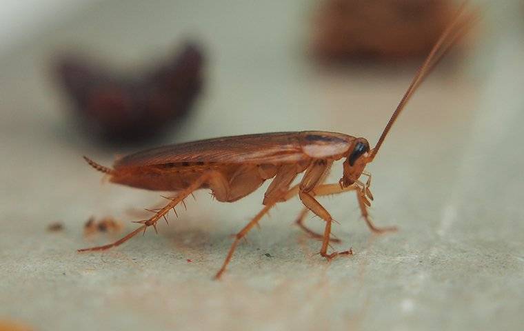 Cockroach Crawling In Kitchen 2