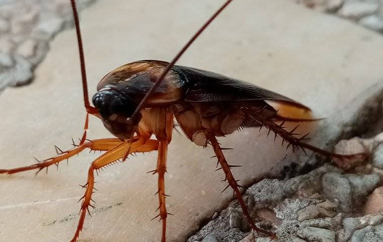 cockroach