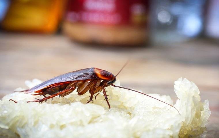 cockroach