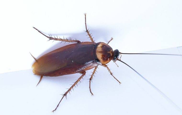 cockroach