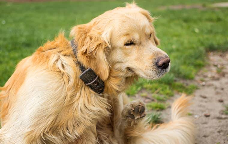 Golden retriever