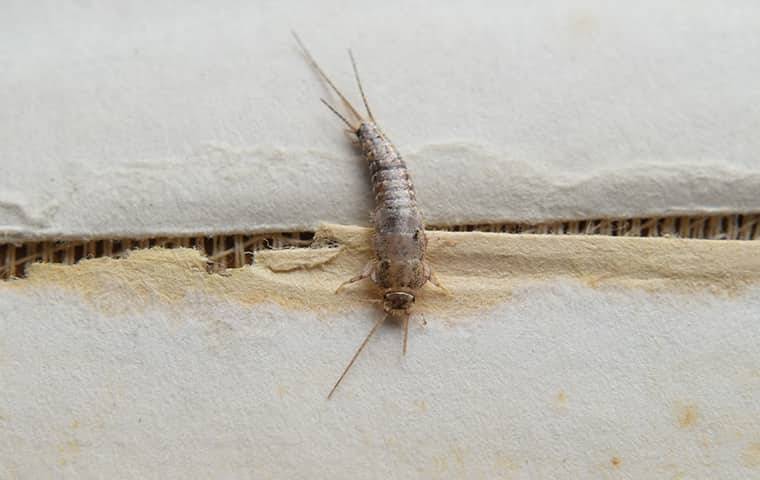 silverfish