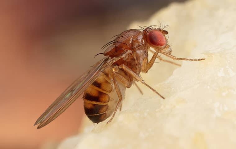 Fruit fly eating a pear.