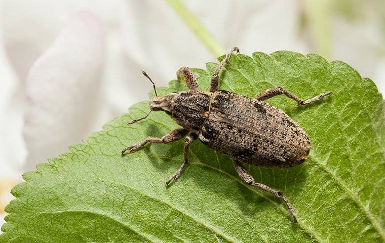 black weevil