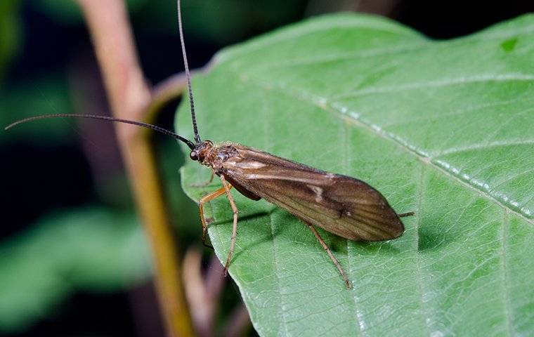 caddis fly