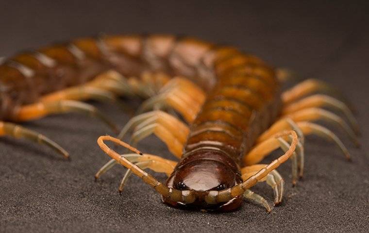 centipede