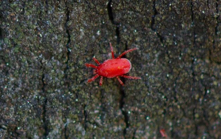 clover mites