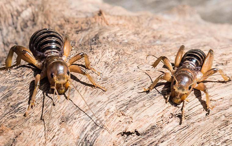 jerusalem cricket