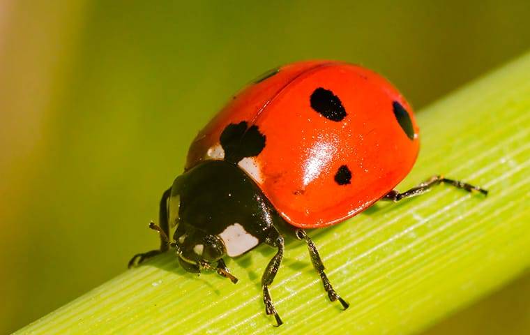 boxelder bug