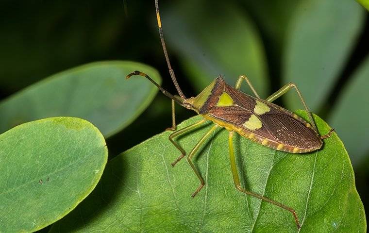 leaf -footed bug