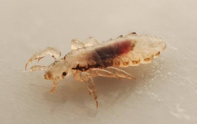 head lice