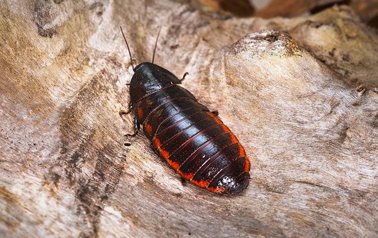 madagascar hissing cockroach