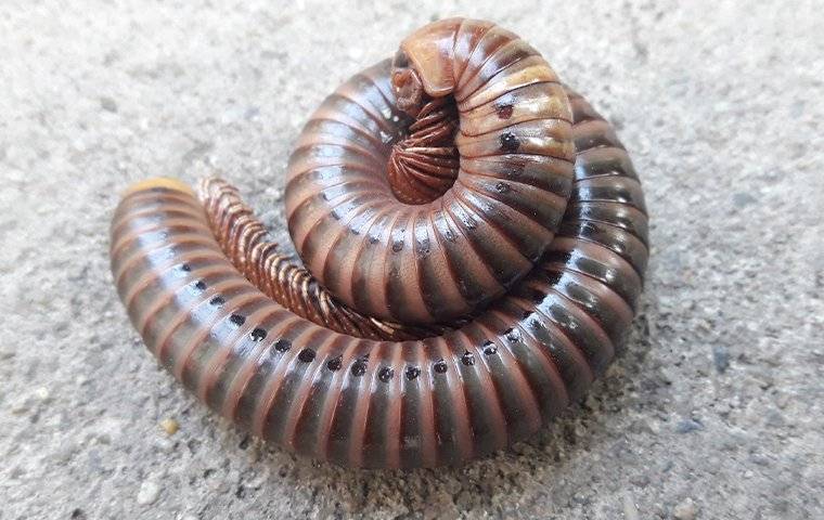 millipede