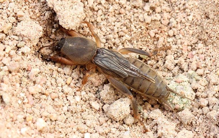 mole crickets